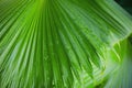 Palm leaves background, beautiful tree, Palm Sunday Royalty Free Stock Photo