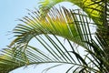 Palm leaves on background of blue sky on full frame. Natural background with date palm branches Royalty Free Stock Photo