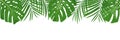 Palm leaves background. Isolated tropical coconut and monstera jungle leaves banner