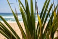 Palm leaves by beach with a grasshopper on a branch