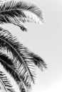 palm leaves in black and white image. Elegant tropical plants
