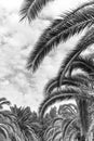 palm leaves in black and white image. Elegant tropical plants