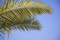 Palm leaves at blue sky background. Summer tropical background with copy space