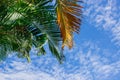 Palm leaves and the blue sky. Royalty Free Stock Photo