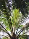 Palm leaves with blue sky nuances Royalty Free Stock Photo