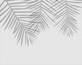Palm leaves and branches silhouette. detailed vector illustration