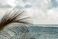 Palm Leaves And And Caribbean Sea Behind,  Cloudy Day At Jamaica