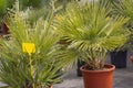 Palm leaves Chamaerops humilis fan palm