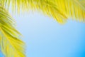 Palm leaves on clear blue sky Royalty Free Stock Photo