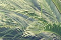 Palm leaves close up Royalty Free Stock Photo