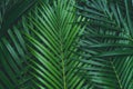 Palm leaves, greenery background