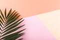 Palm leaves on colored paper. Summer mood, tropical background, blank