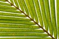 Palm Leaves Diagonal