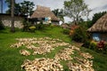 Palm leaves drying in Navala village, Viti Levu, Fiji