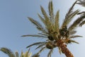 Palm leaves with fruits of dates on a background of sky. Tops of palm trees.