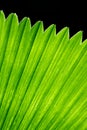 Palm leaves glow green in the sunlight