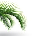 Palm leaves. Green leaf of palm tree on transparent background. Floral background
