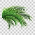 Palm leaves. Green leaf of palm tree on transparent background. Floral background Royalty Free Stock Photo