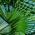 Palm leaves, green palm trees, natural green, palm trees against the background of a blue sky Royalty Free Stock Photo