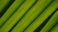 Palm leaves green pattern, abstract tropical green background Royalty Free Stock Photo