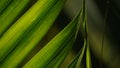 Palm leaves green pattern, abstract tropical green background Royalty Free Stock Photo