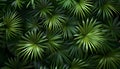 Palm leaves green pattern, tropical green background Royalty Free Stock Photo