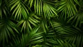 Palm leaves green pattern, tropical green background Royalty Free Stock Photo