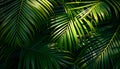 Palm leaves green pattern, tropical green background Royalty Free Stock Photo