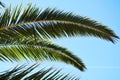 Palm leaves green plant background, tropical texture