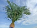 Palm leaves in hand against blue sky background. Palm Sunday backgrounds concept. Natural background with person holding palm leaf