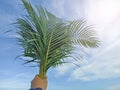 Palm leaves in hand against blue sky background. Palm Sunday backgrounds concept with light.