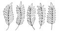 Palm Leaves Hand Drawn Line Art Collection Vintage Botanical Tropical Elements.Vector Set Royalty Free Stock Photo