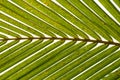 Palm Leaves Horizontal