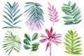 Palm leaves on isolated background, hand drawn watercolor painting. Green and pink flora jungle design