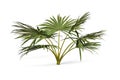 Palm leaves isolated on white background Royalty Free Stock Photo