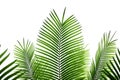 Palm leaves isolated on white background for decor your project