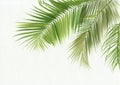 Palm leaves isolated Royalty Free Stock Photo