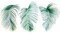 Palm leaves on isolated white background, watercolor botanical illustration, summer clipart, hand drawing