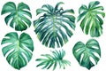 Palm leaves on isolated white, watercolor drawing, botanical painting, summer flora, Set tropical plants
