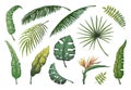 Palm leaves. Jungle hand drawn trees, floral vintage banana coconut decorative plants, green exotic monstera leaf Royalty Free Stock Photo