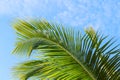 Palm leaves in morning sunlight against blue tropical sky with fluffy white clouds. Royalty Free Stock Photo