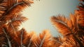 Palm leaves oin the sky with sepia tones.Palm tree with coconut, retro style photo. Summer travel destination. Fluffy Royalty Free Stock Photo