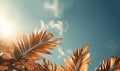 Palm leaves oin the sky with sepia tones.Palm tree with coconut, retro style photo. Summer travel destination. Fluffy Royalty Free Stock Photo