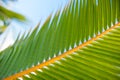 Palm leaves, plant over nature background, beautiful tree Royalty Free Stock Photo