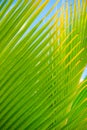 Palm leaves, plant over nature background, beautiful tree Royalty Free Stock Photo