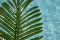 palm leaves in the pool, leaves on the water, green tile Royalty Free Stock Photo