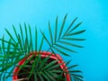 palm leaves in a red pot on a blue background. Royalty Free Stock Photo