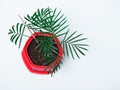 palm leaves in a red pot on a white background. Royalty Free Stock Photo