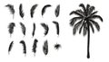 Palm leaves set. Palm tree silhouette and palm branches. Royalty Free Stock Photo