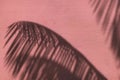 Palm leaves shadow on neon pink color painted concrete wall texture summer background